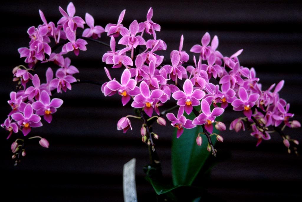 Phalaenopsis equestris - AM/AOC