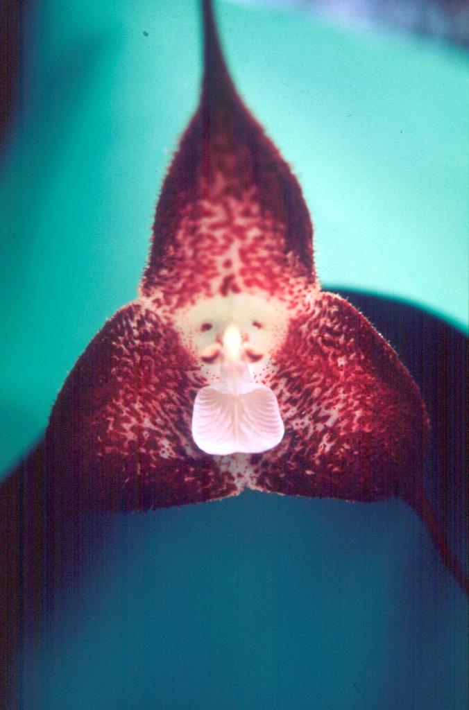 Dracula polyphemus