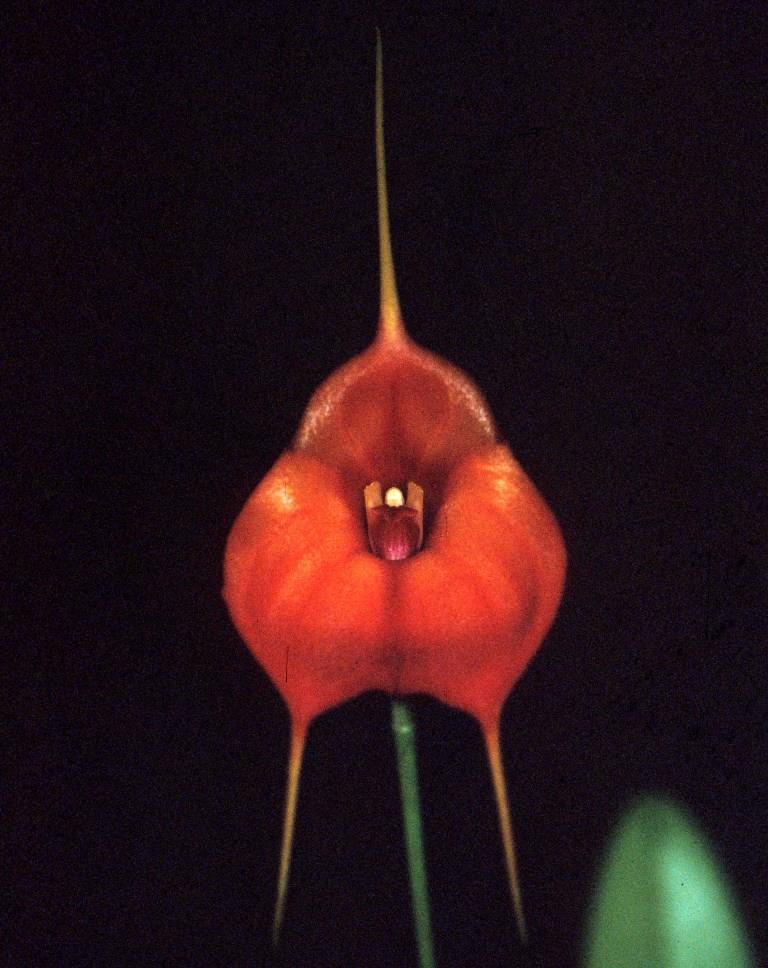 Masdevallia Isbern - HCC/AOC