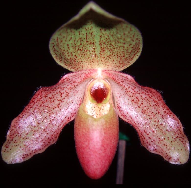 Paphiopedilum Charles Sladden
