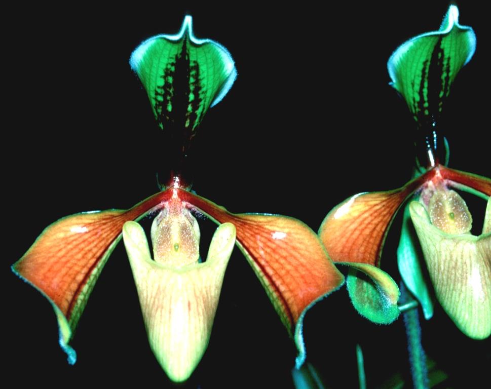 Paphiopedilum villosum