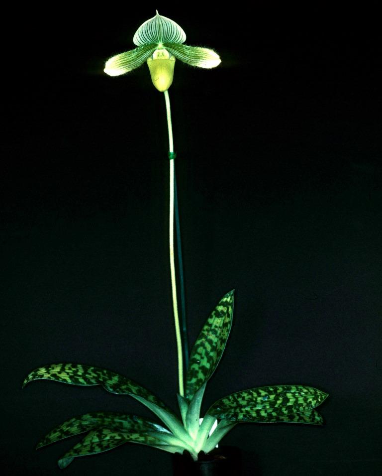 Paphiopedilum Luna Moth - photo 2