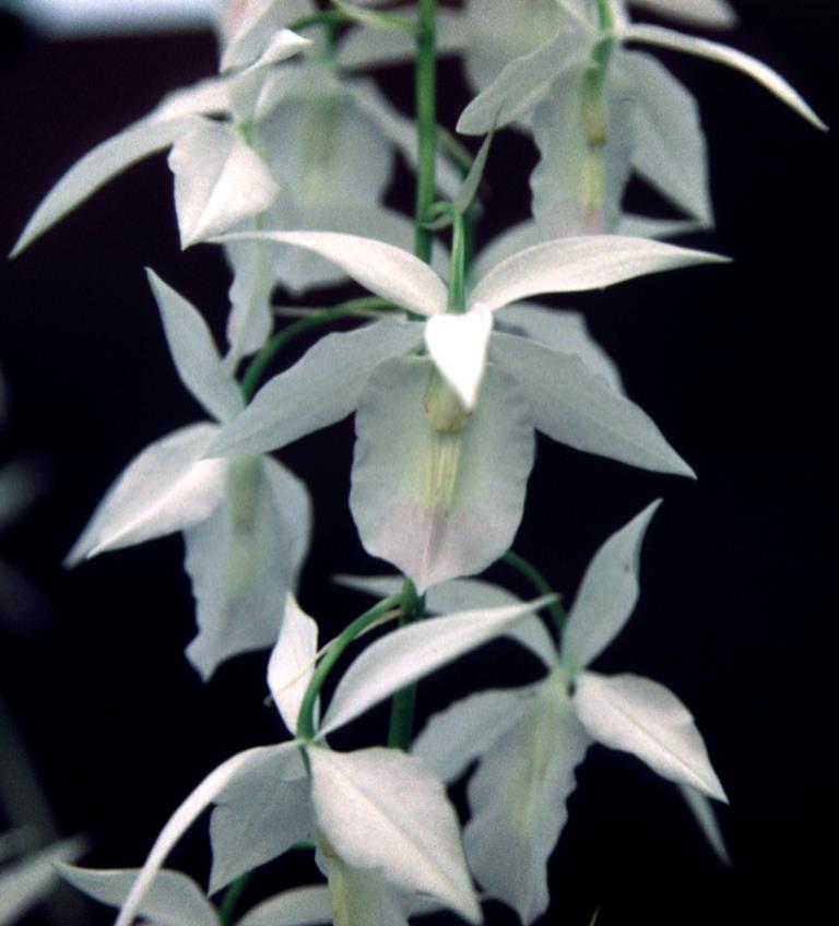 Barkeria lindleyana - HCC/AOC