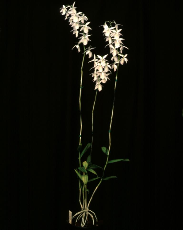 Barkeria lindleyana - photo 2