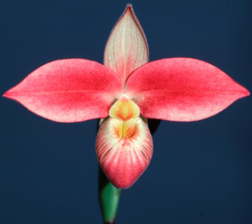 Phragmipedium Saint Ouen - HCC/AOC