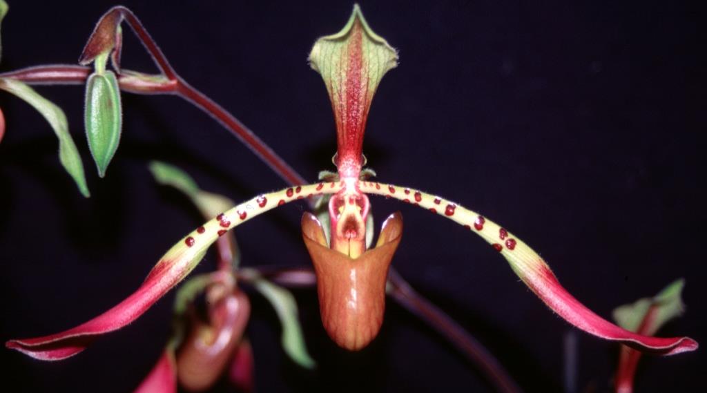Paphiopedilum lowii