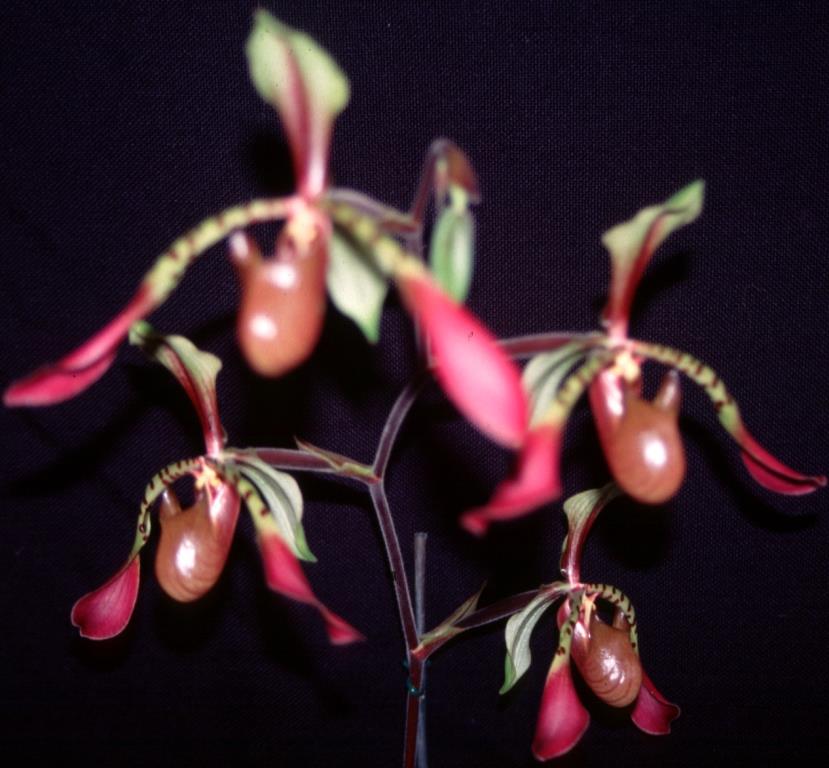 Paphiopedilum lowii var. lynniae - photo 2