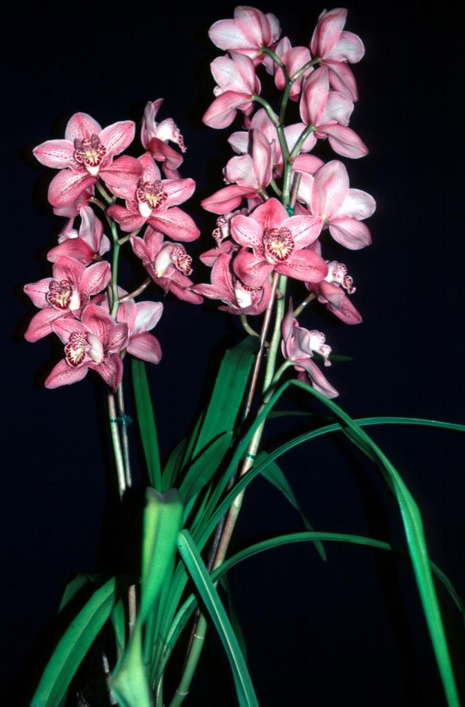 Cymbidium Kirby Lesh - photo 2