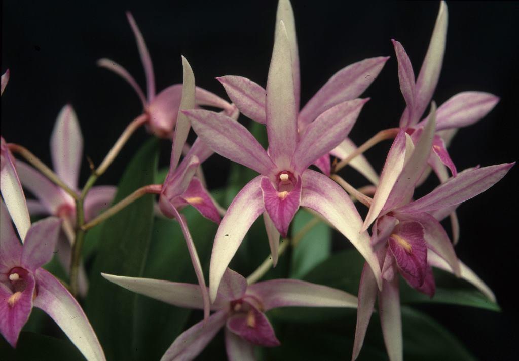 Dendrobium Brinawa Charm - HCC/AOC