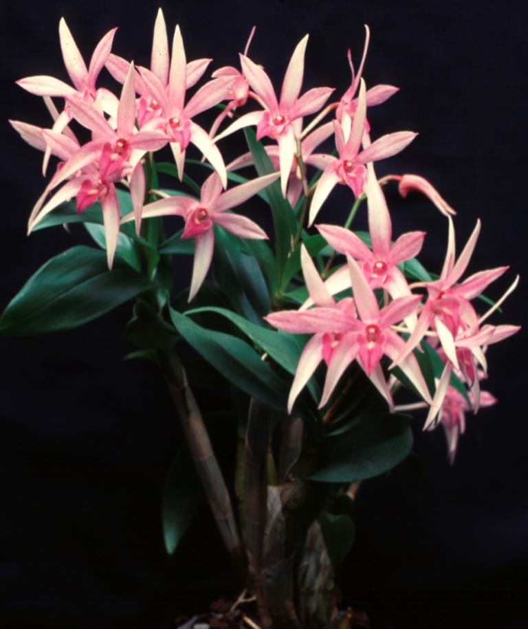 Dendrobium Brinawa Charm - photo 2