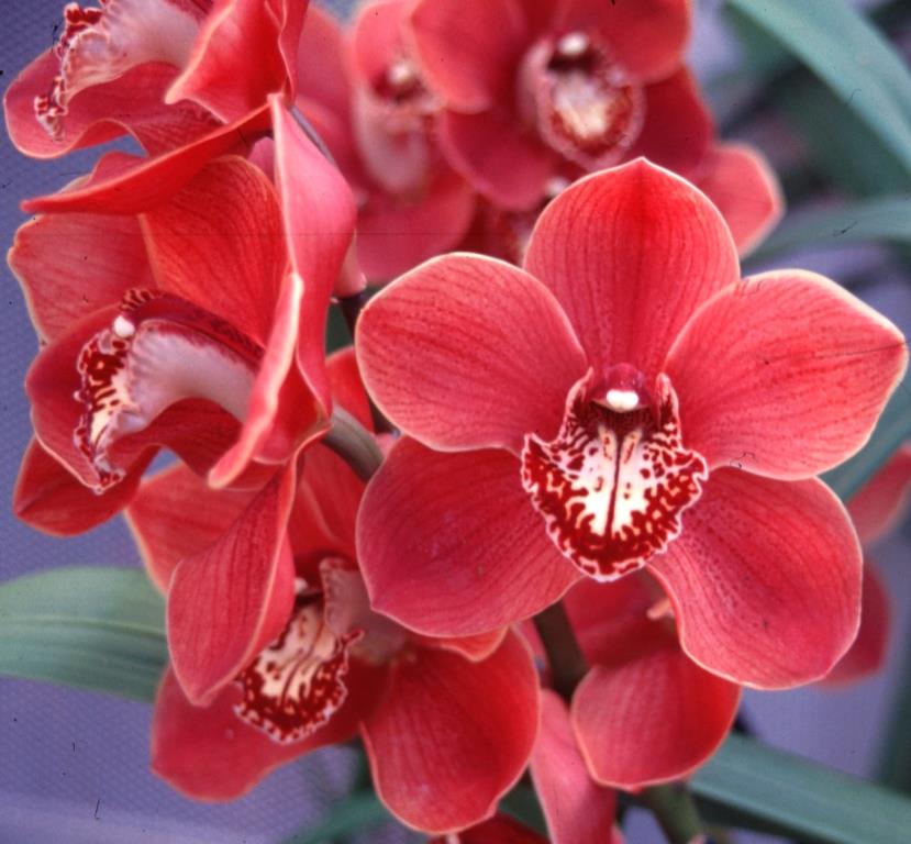 Cymbidium Khan Flame - HCC/AOC