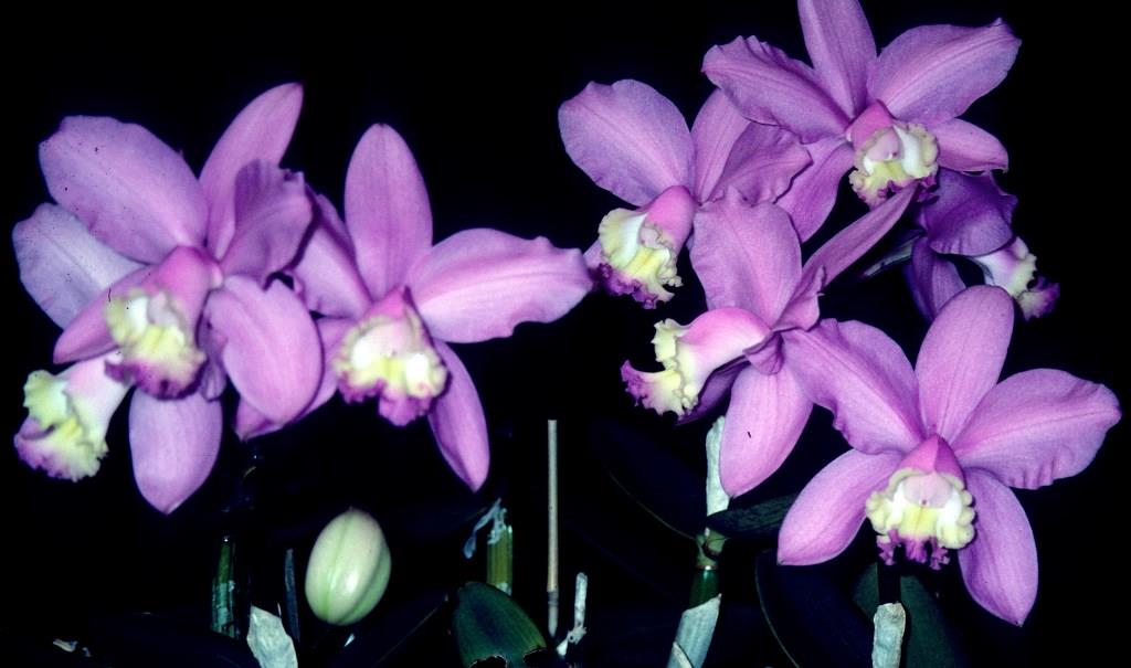 Cattleya loddigesii subsp. purpurea - HCC/AOC