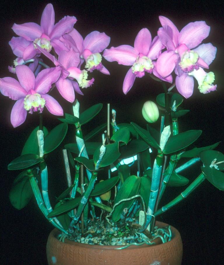 Cattleya loddigesii subsp. purpurea - photo 2