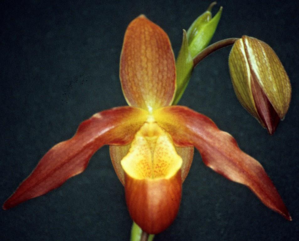 Phragmipedium Living Fire - AM/AOC