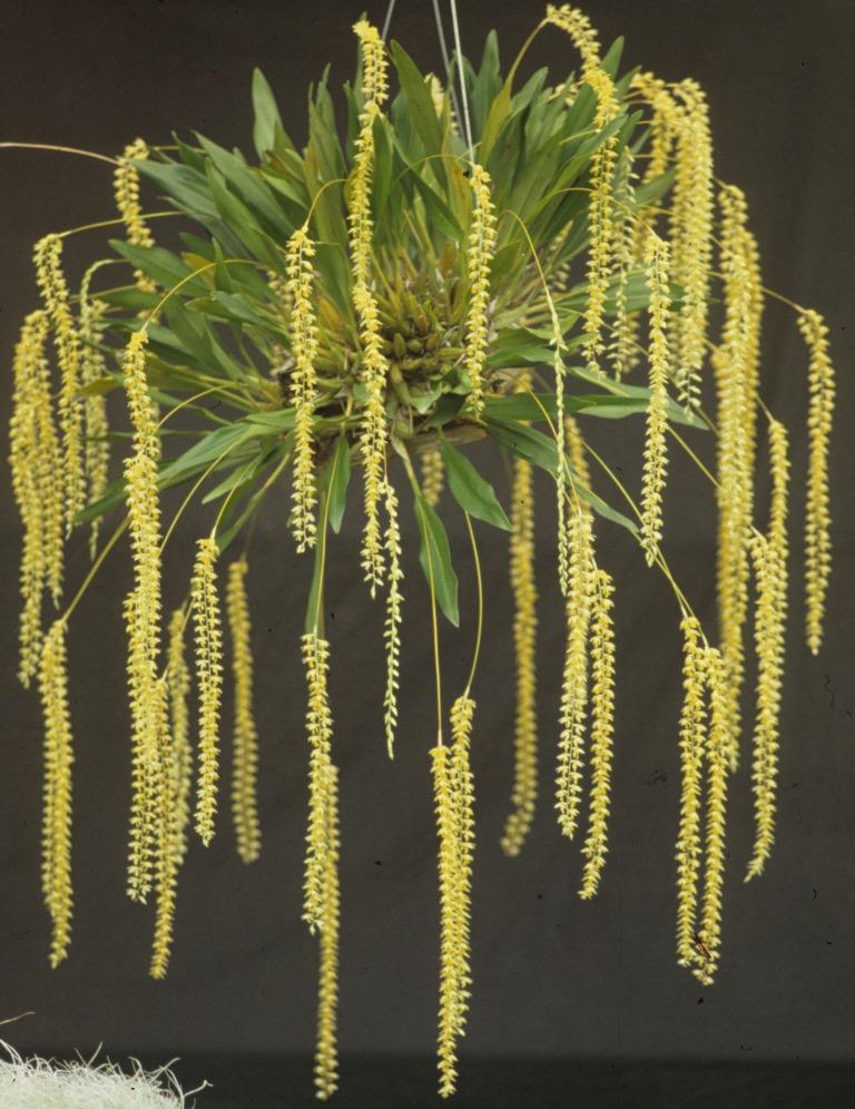 Coelogyne cobbiana - ACC/AOC