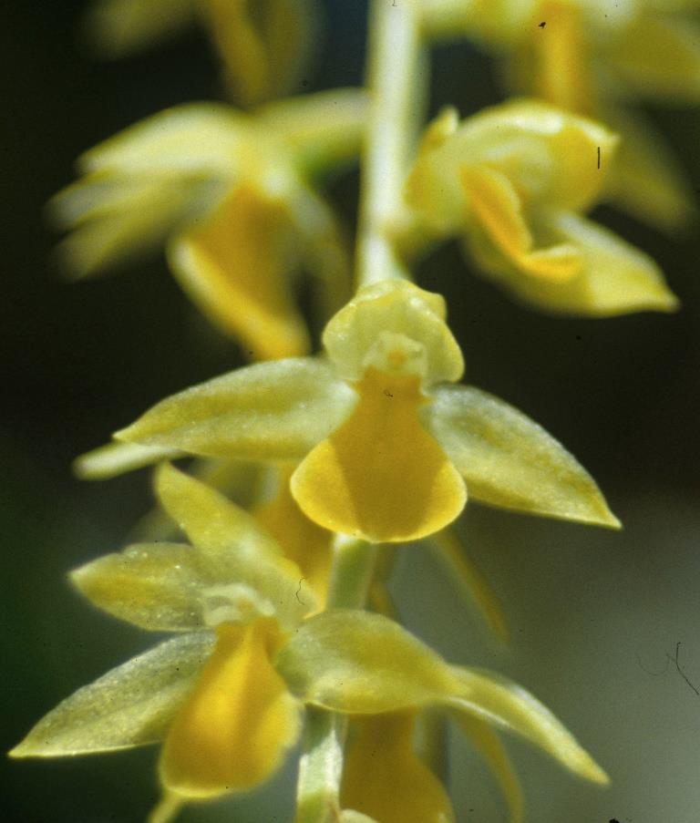 Coelogyne cobbiana - photo 2
