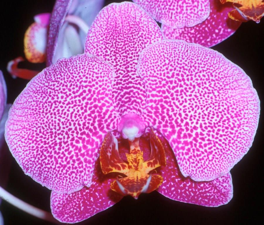 Phal Malibu Icon