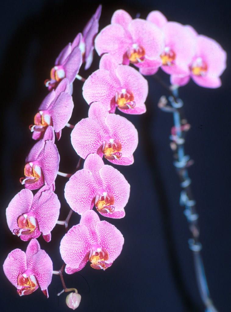 Phalaenopsis Malibu Icon - photo 2
