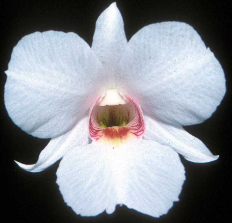 Dendrobium Silver Bells - HCC/AOC