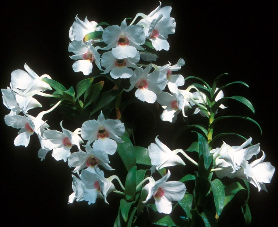 Dendrobium Silver Bells - photo 2
