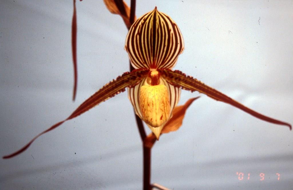 Paphiopedilum Saint Swithin - AM/AOC