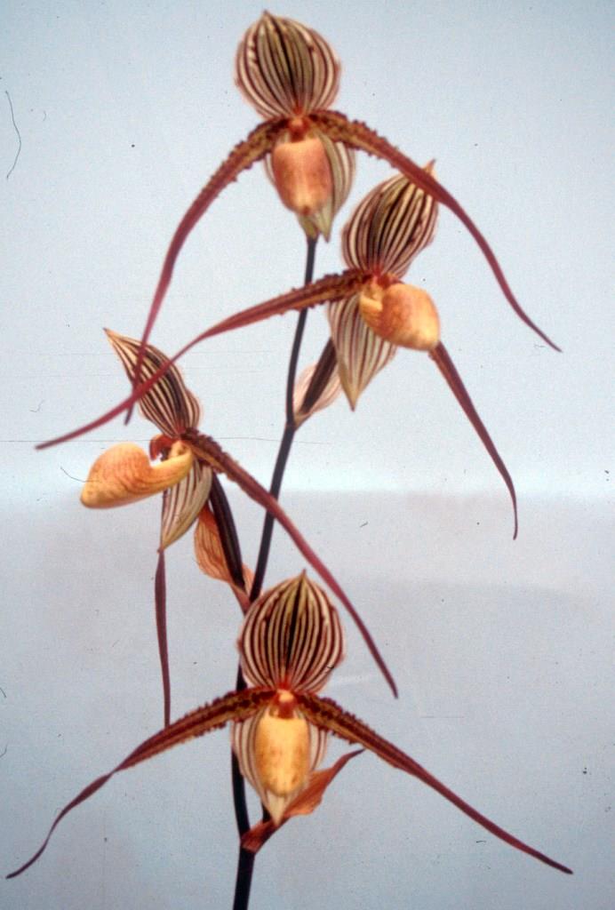 Paphiopedilum Saint Swithin - photo 2