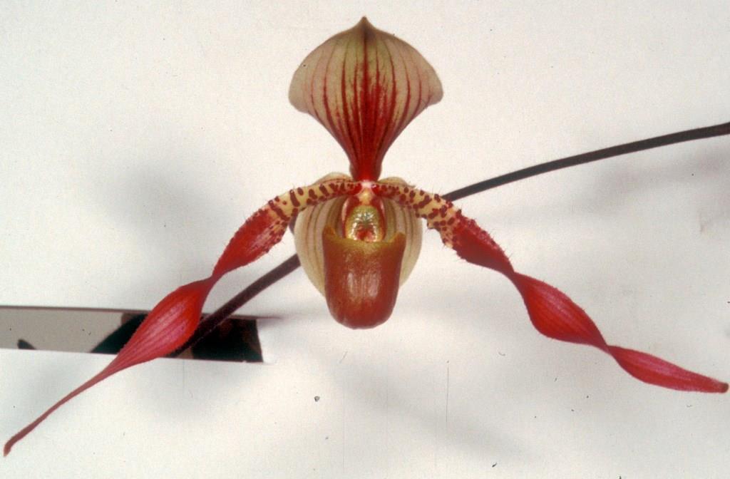 Paphiopedilum Berenice - AM/AOC