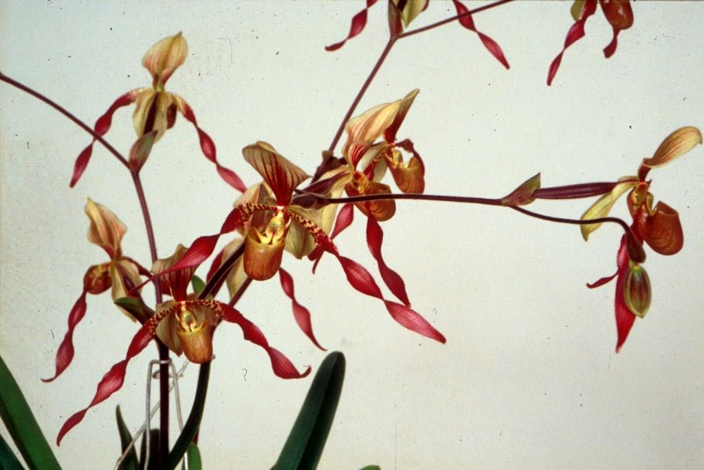Paphiopedilum Berenice - photo 2