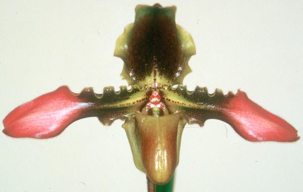Paphiopedilum hirsutissimum - HCC/AOC