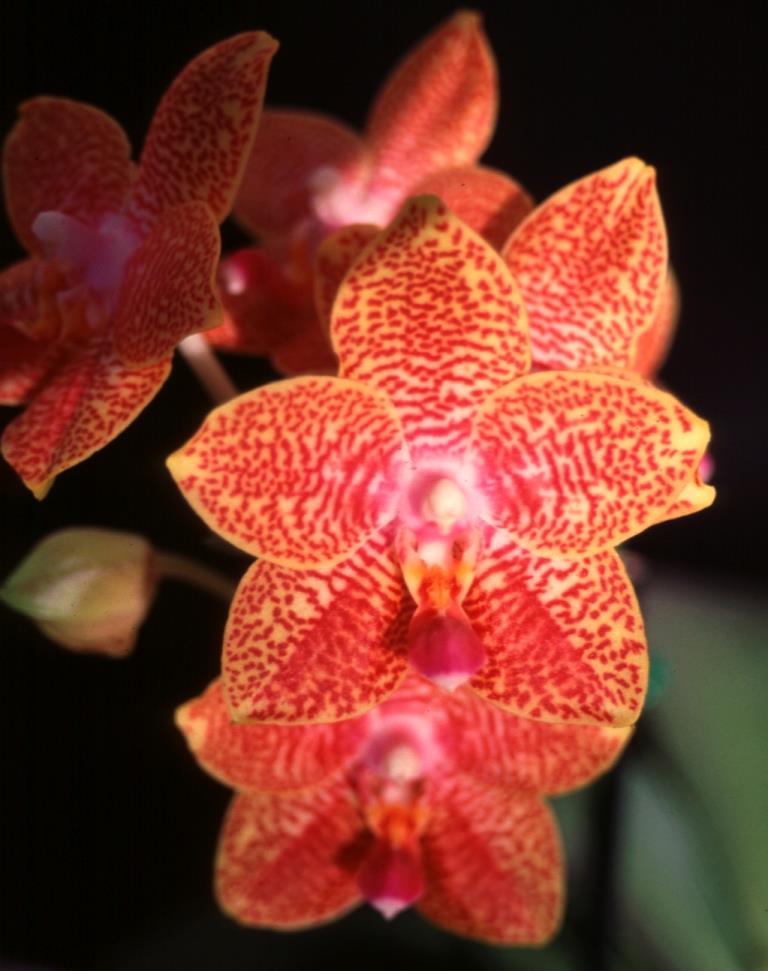Phalaenopsis Orchid World - HCC/AOC
