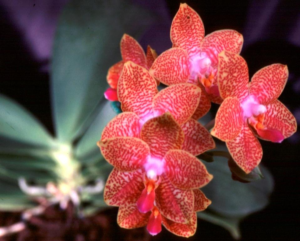 Phalaenopsis Orchid World - photo 2