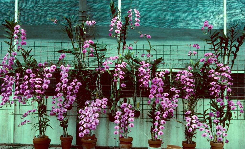 Dendrobium bigibbum var. compactum - ASR/AOC