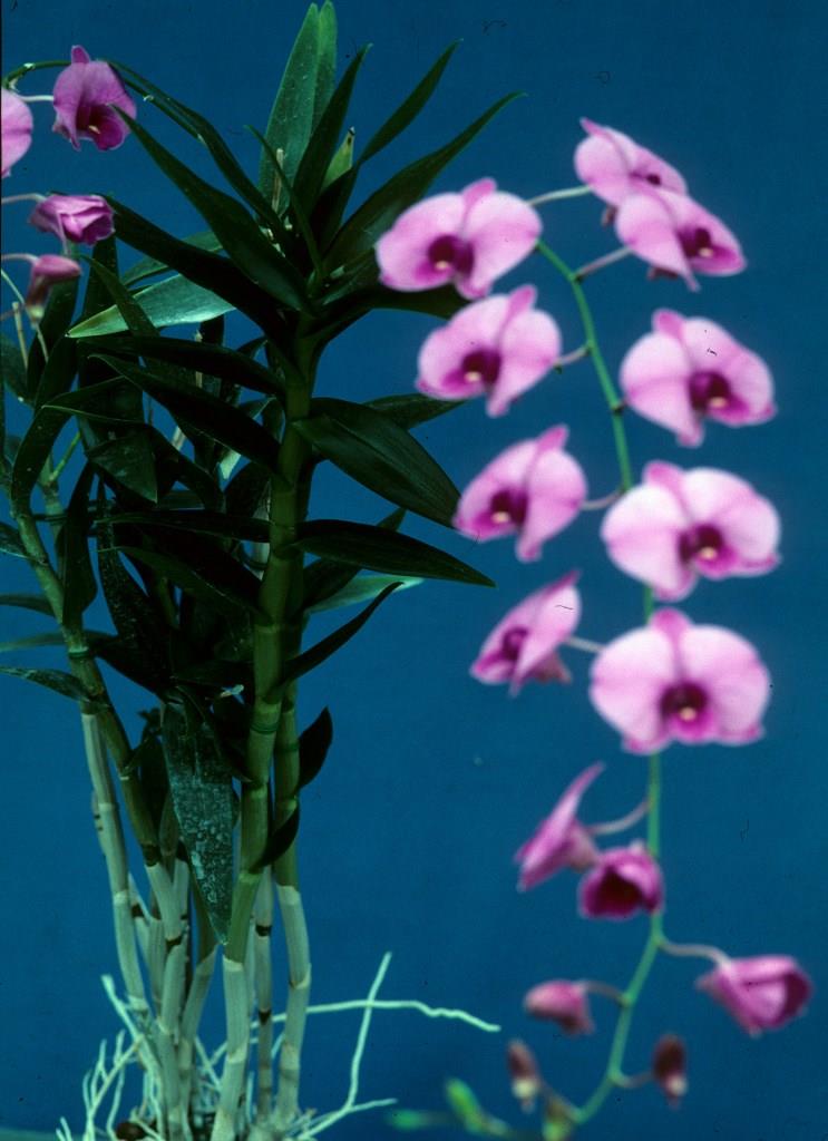 Dendrobium bigibbum var. compactum - photo 2