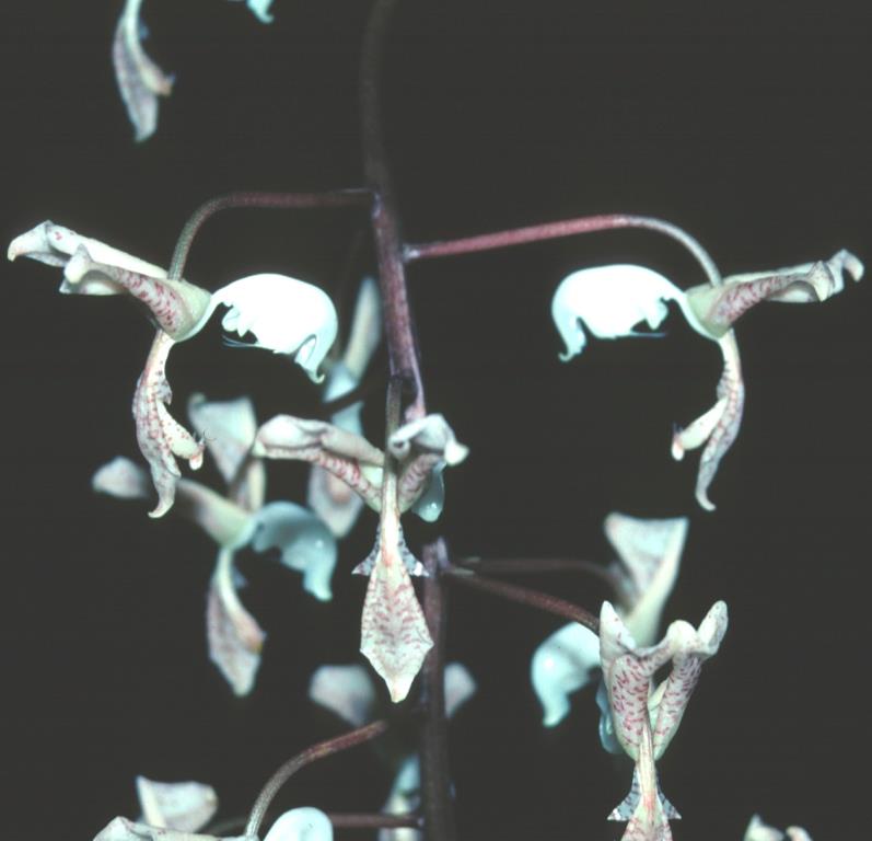 Gongora scaphephorus - HCC/AOC