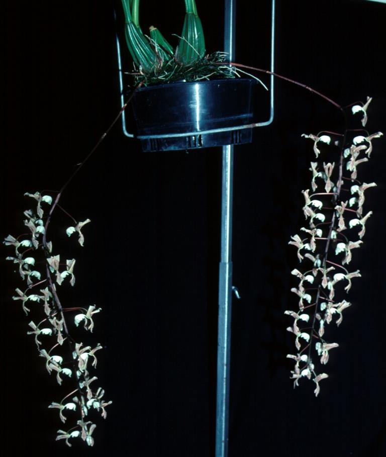 Gongora scaphephorus - photo 2