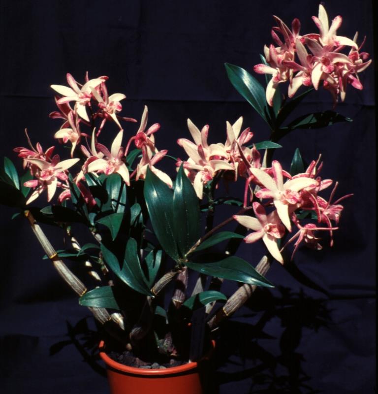 Dendrobium Charming Gem - photo 2