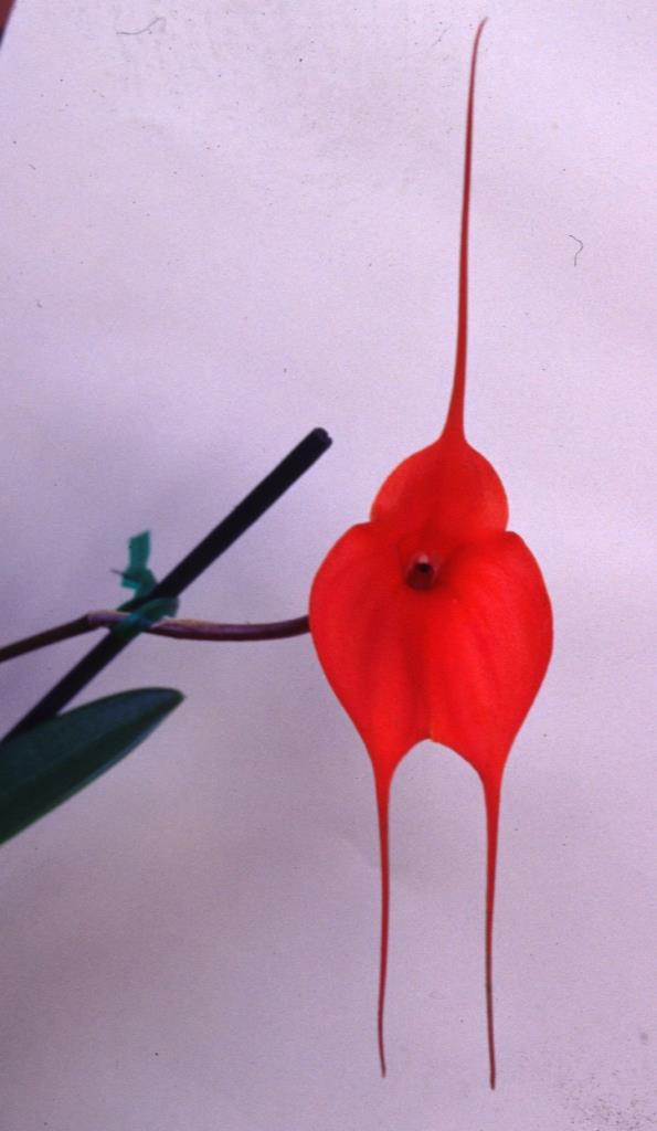 Masdevallia Tom Nasser - HCC/AOC