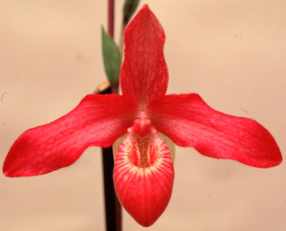 Phragmipedium Memoria Dick Clements - HCC/AOC