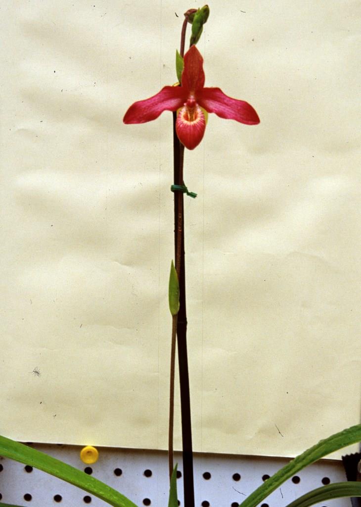 Phragmipedium Memoria Dick Clements - photo 2