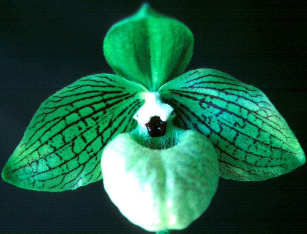 Paphiopedilum malipoense