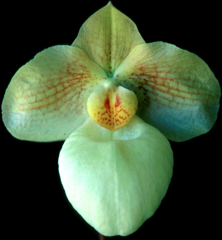 Paph Fumi's Delight