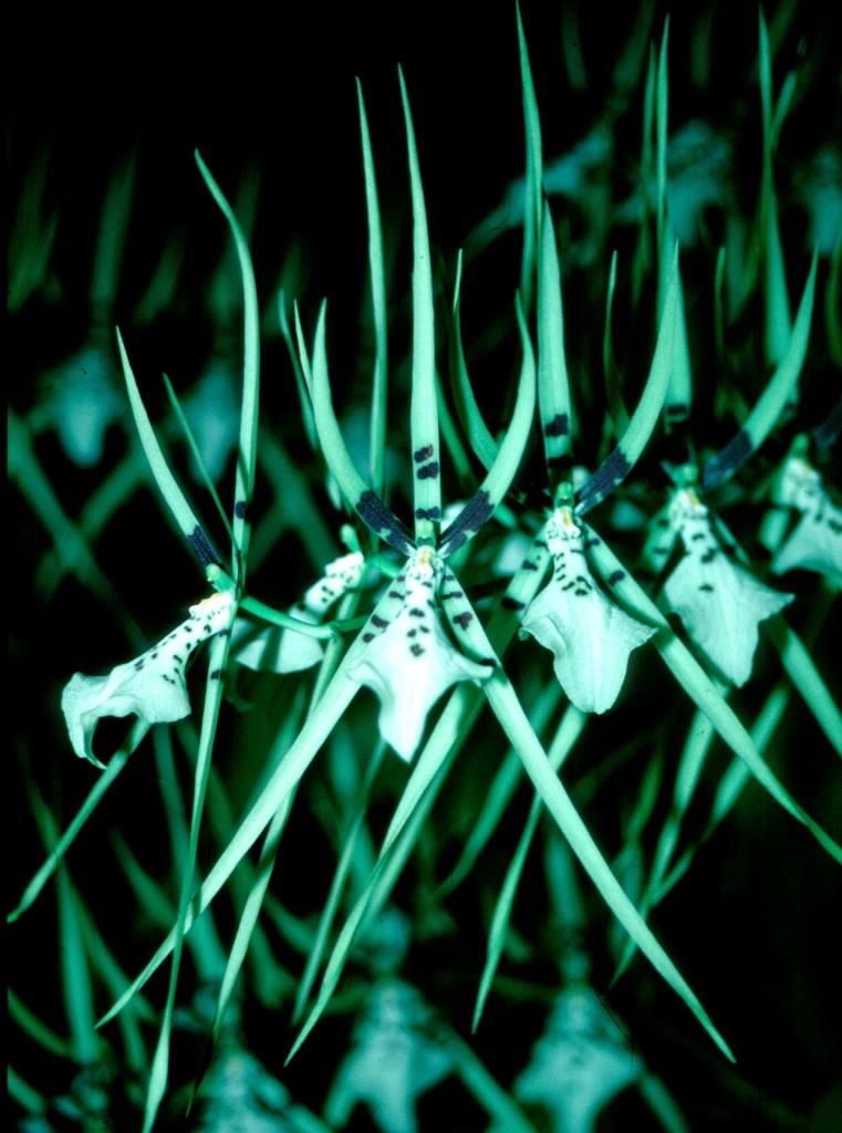 Brassia Rex - photo 2