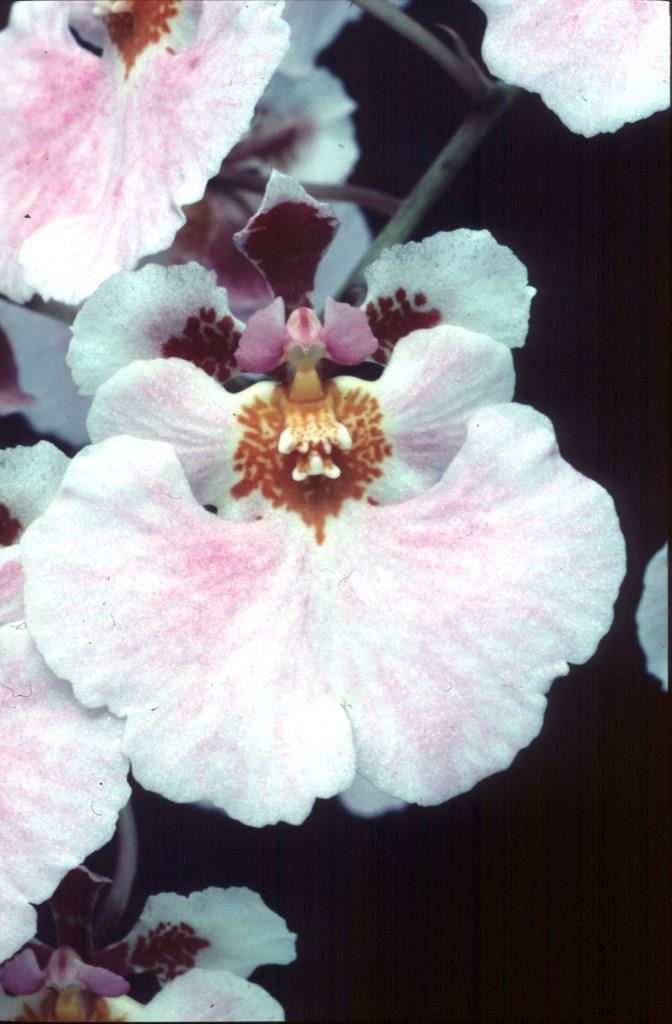 Tolumnia Keysha - HCC/AOC