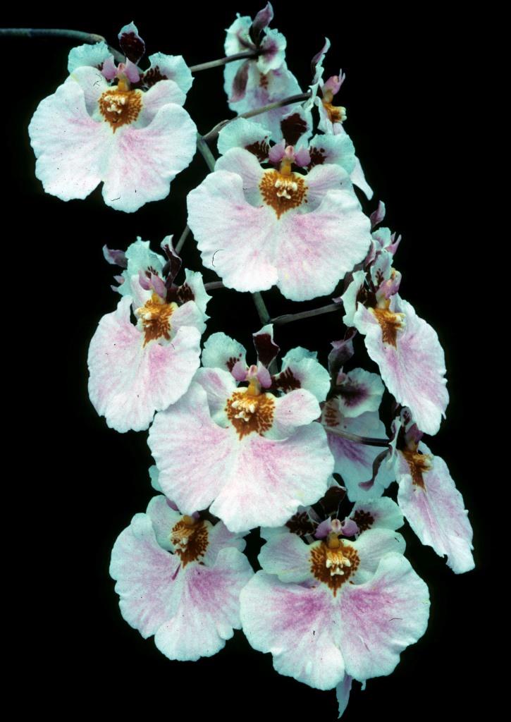 Tolumnia Keysha - photo 2