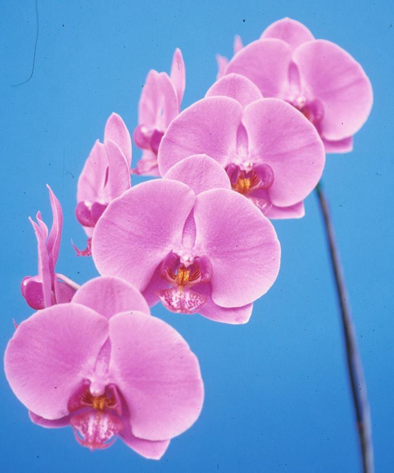 Phalaenopsis Sunlands Rain Dancer - photo 2