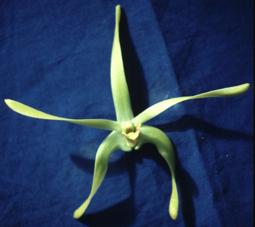 Dendrobium Our Native - HCC/AOC