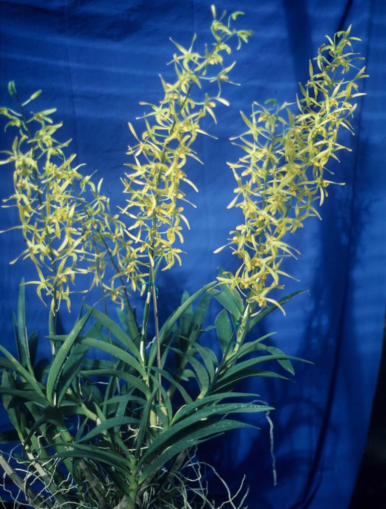 Dendrobium Our Native - photo 2