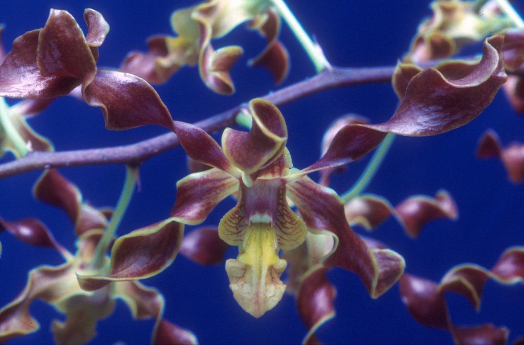 Dendrobium John's Charm - AM/AOC