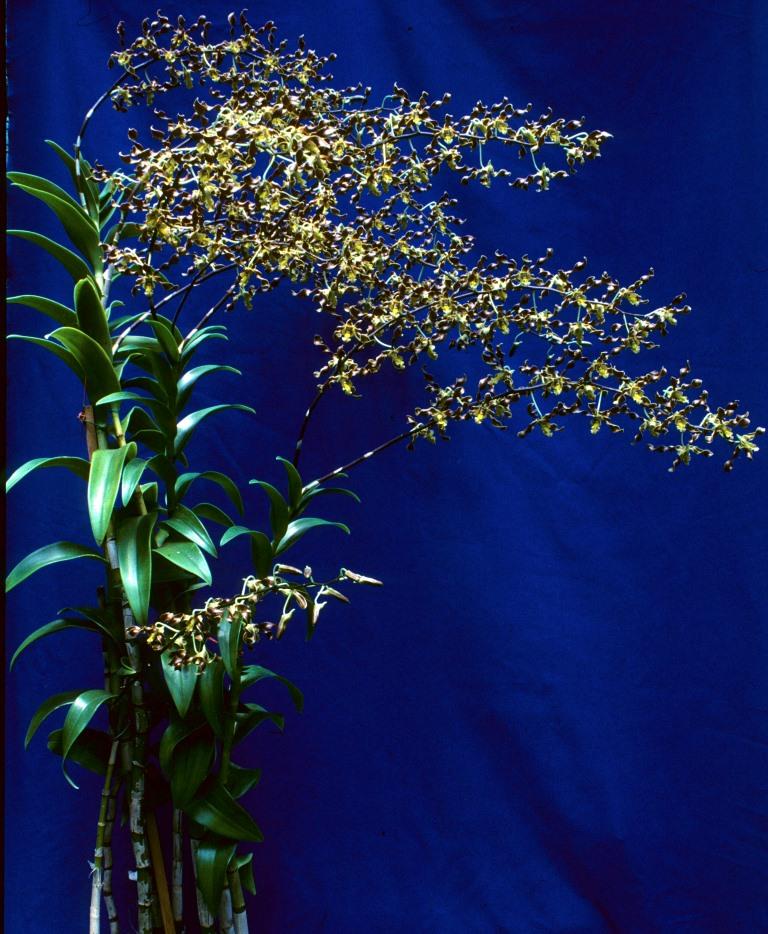 Dendrobium John's Charm - photo 2