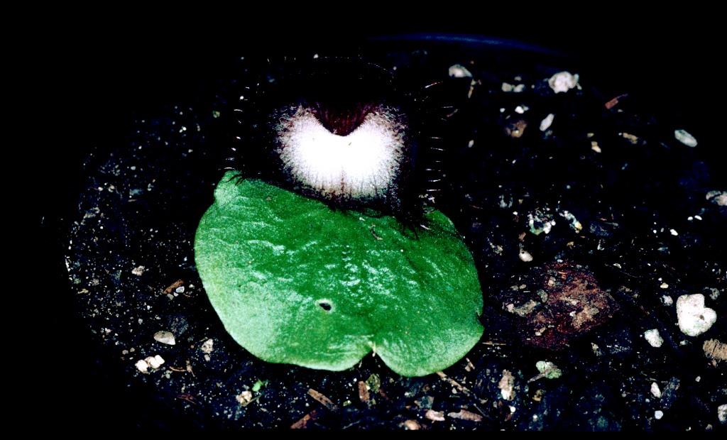 Corybas hispidus - AM/AOC